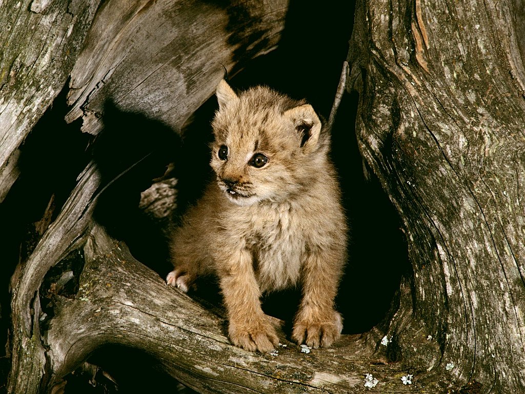 Lynx Cub, Loomis State Forest, Washington